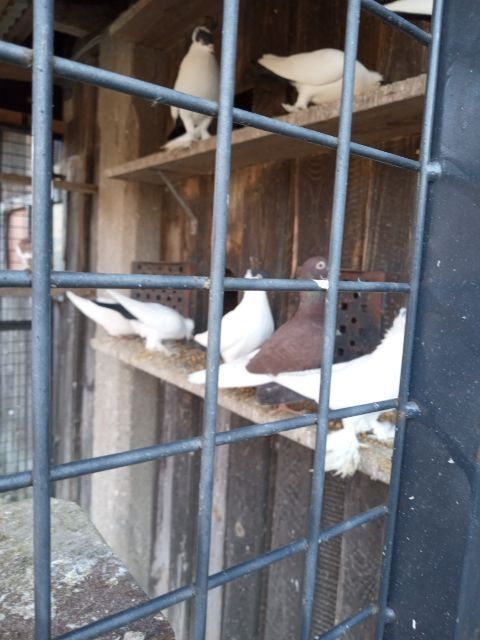 Gołębie rasowe sprzedam