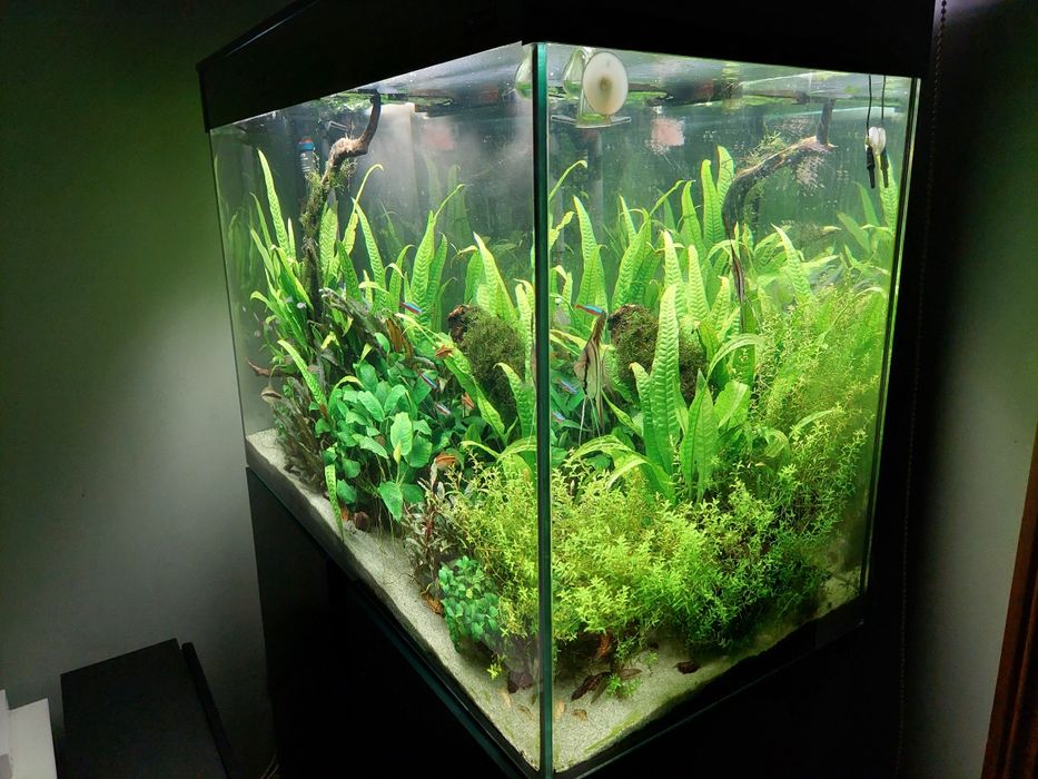 Aquario e móvel Ciano emotions 80 cm