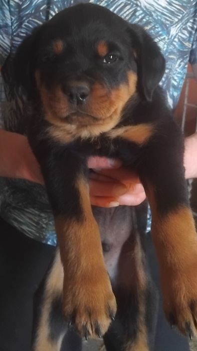 Rottweiler szczeniak