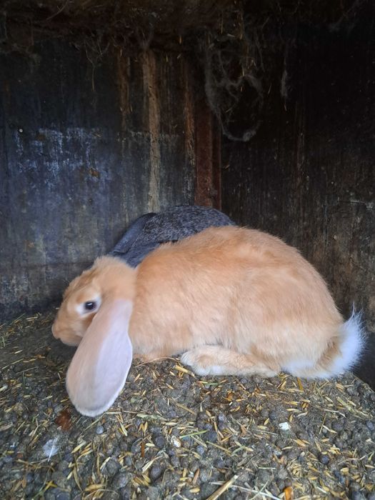 Kroliki samce samice