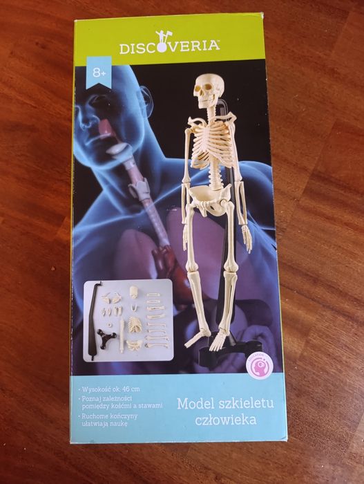 Model szkieletu człowieka