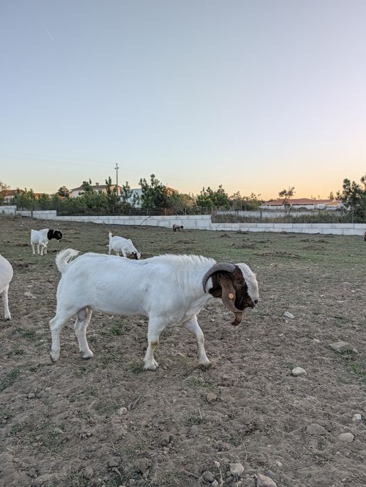 Cabrito Boer Puro