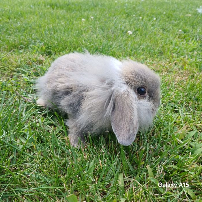 Królik miniaturka mini lop teddy