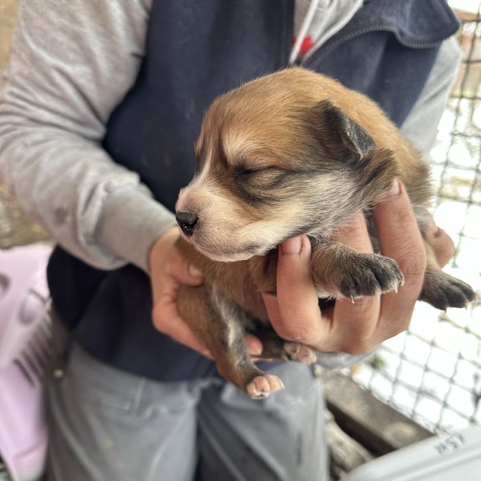 Малеча шукаю дім