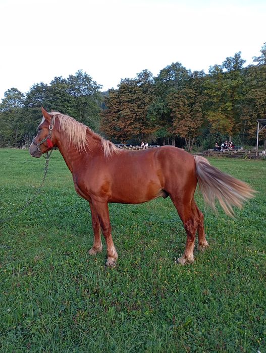 Коні на продаж робочі