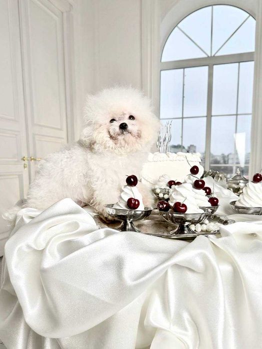 Мини Бишон (Китай)