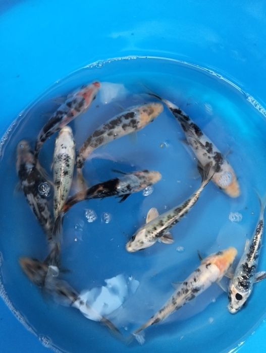 Carpas koi 12 a 14cm "promoção"