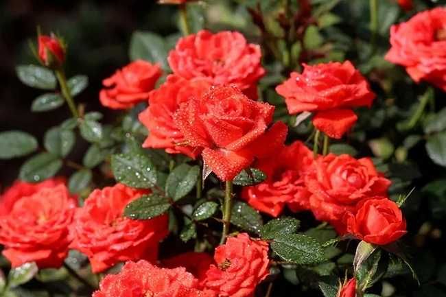 Nawóz - podłoże do Lawendy, Bukszpau, Róż WESTLAND 20 Litrów