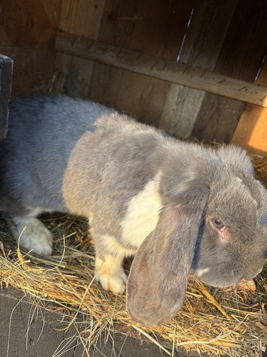 Baran francuski samiec