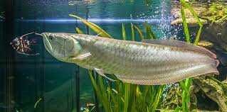 Арована срібна Оsteoglossum Bicirrhosum