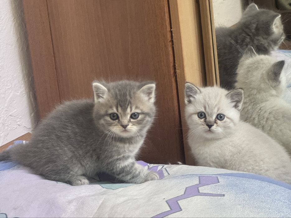 Шотландские котята