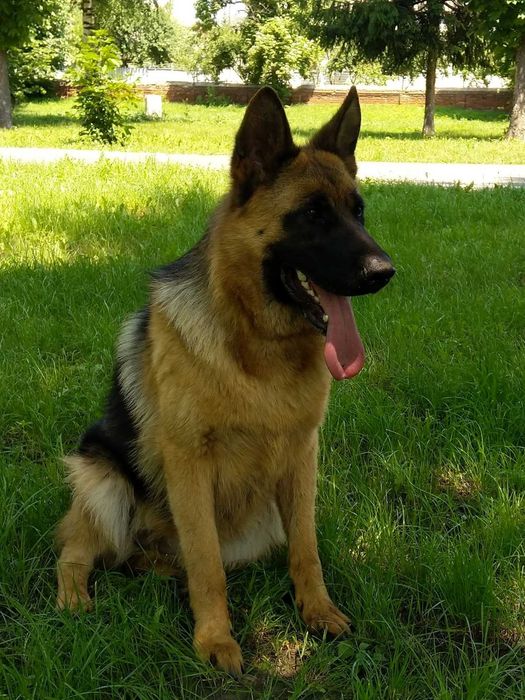 Продаються цуценята німецької вівчарки