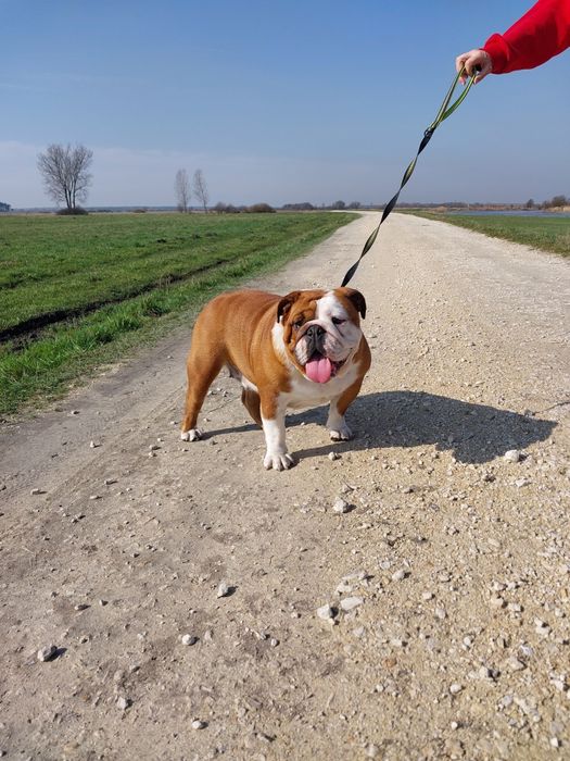 Buldog Angielski para