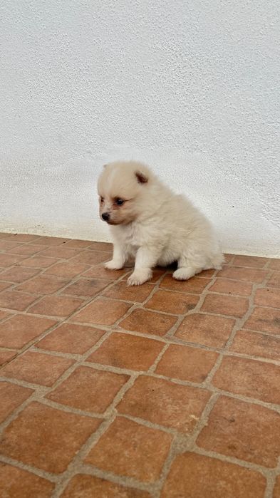 Spitz alemão ( Lulu)