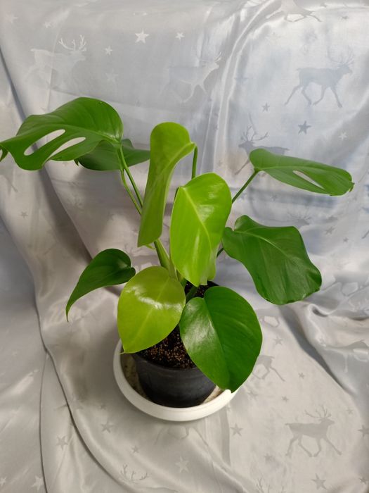 Монстер всі різні.