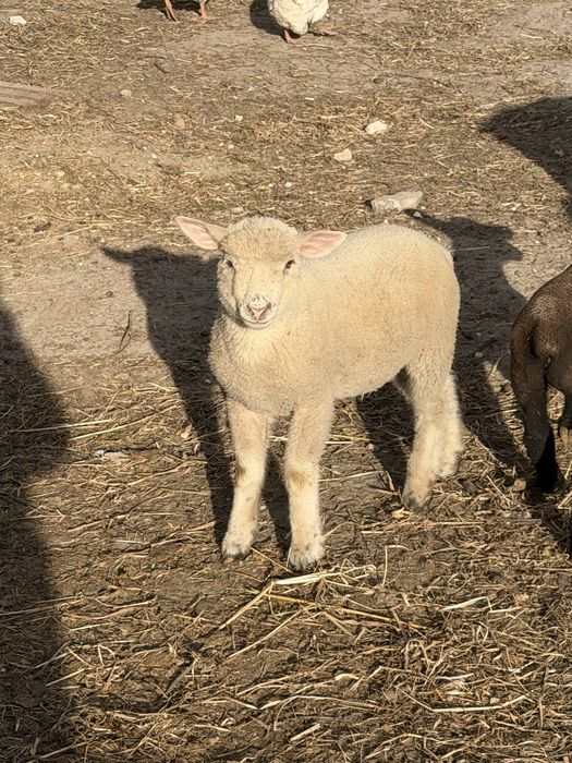 2 borregos com 2 meses e meio, cruzados de sufolk 160€/ cada