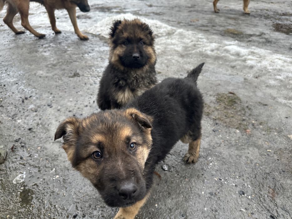 Owczarek niemiecki linia użytkowa