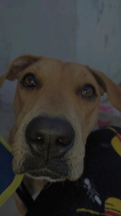 Cadela para adoção