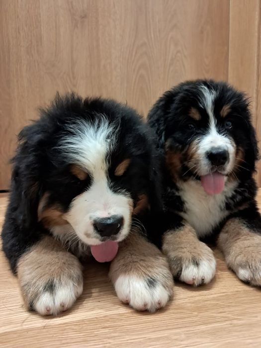 Berneński pies pasterski -rezerwacja