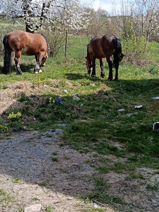 Klacze zimnokrwiste