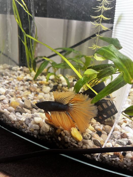 Super piękny samiec bojownika