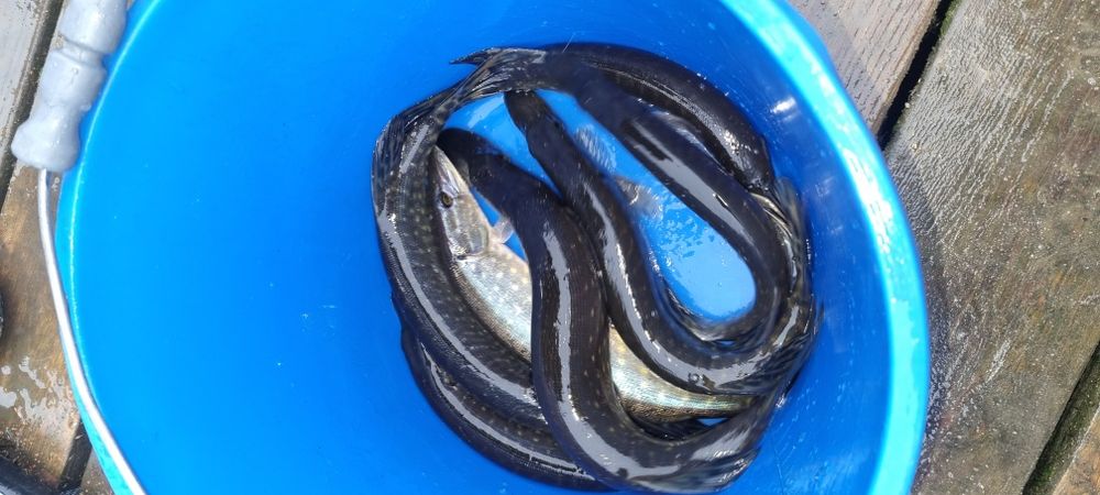 Narybek I kroczek karpia