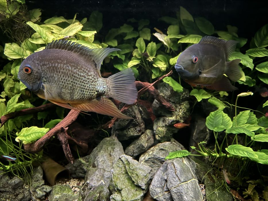 Pielęgnica Severum parka