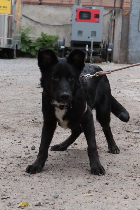 Отдается в добрые руки