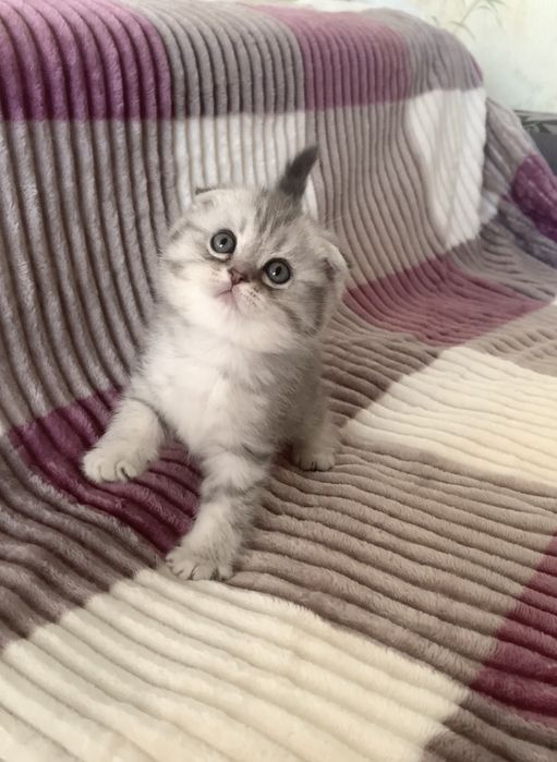 Неймовірна  срібна красуня