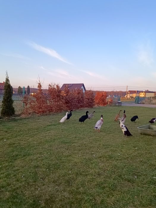 Jaja lęgowe biegusy