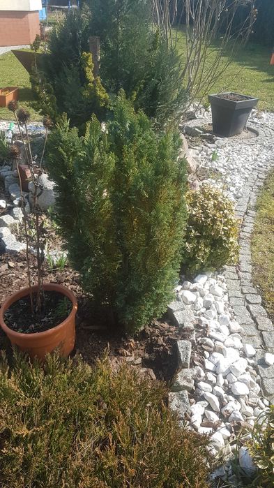 Tuja wysokść ok. 80 cm