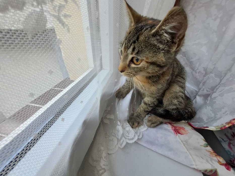 Kotka bura poleca się do adopcji