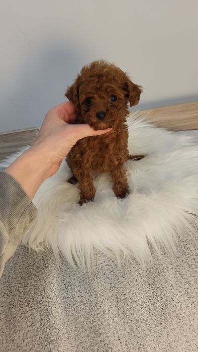 Пудель дівчинка Китай(poodle teacup, toypoodle)