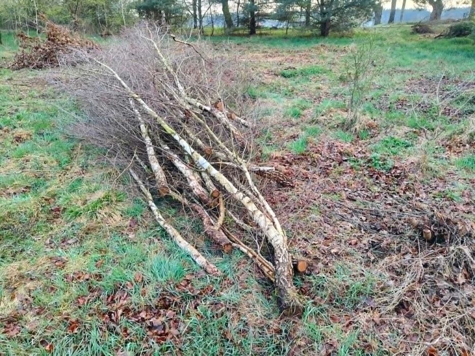drewno opał gałęzie sosna brzoza oddam