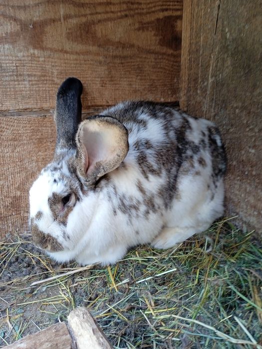 Sprzedam 18 sztuk pięknych króli