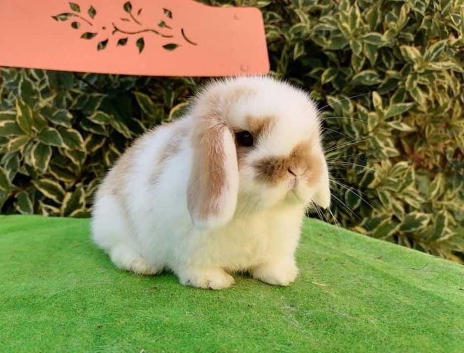 Coelhos anões orelhudos, mini lop super inteligentes e dóceis