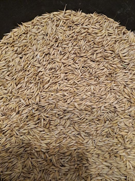 Sprzedam Owies z  2025r