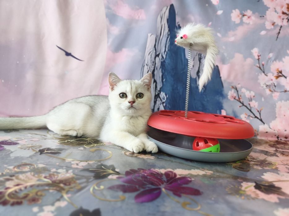 Скотіш страйт дівчинка