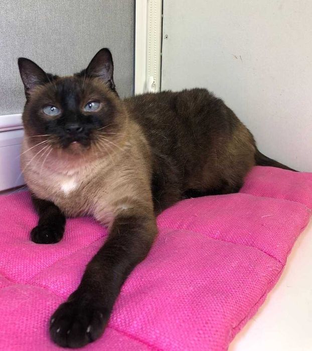 Неймовірно красива КОШЕЧКА Іззі, голубоока леді тайської породи