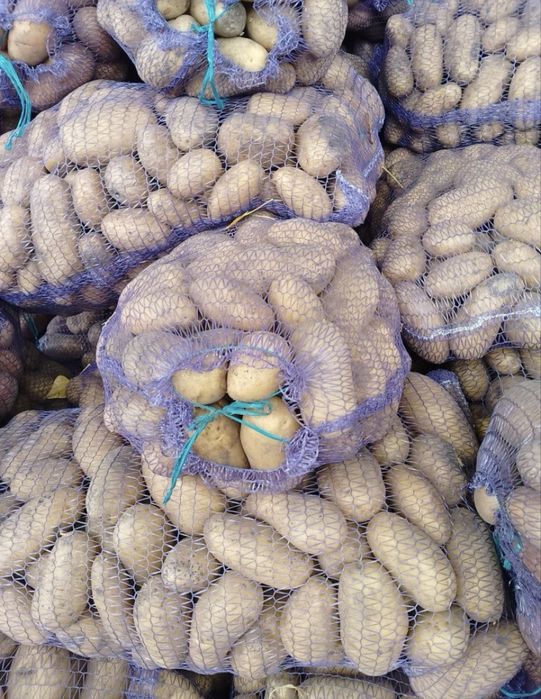 Картопля картошка