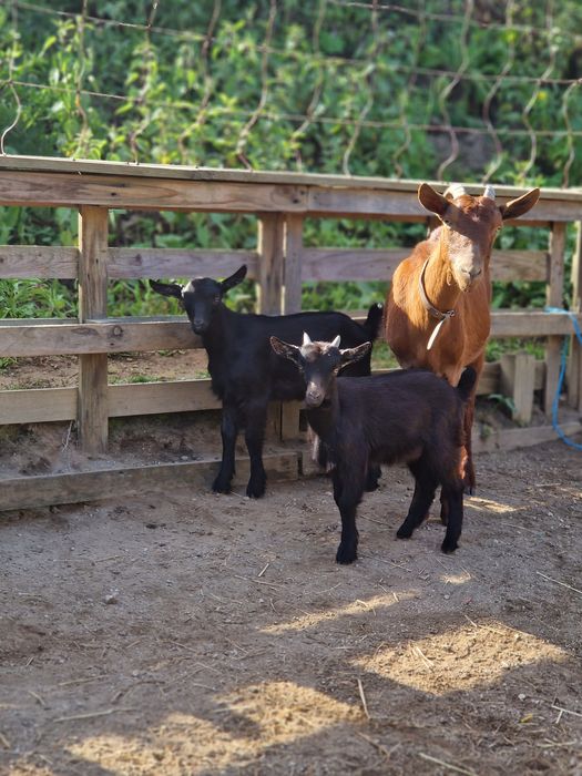 Cabra bebé 2- 3 meses