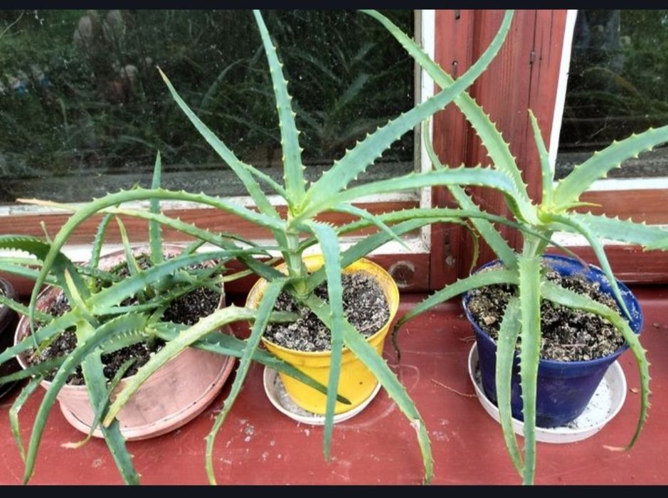 Kwiat / kwiatek - Aloe arborescens (aloes drzewiasty)