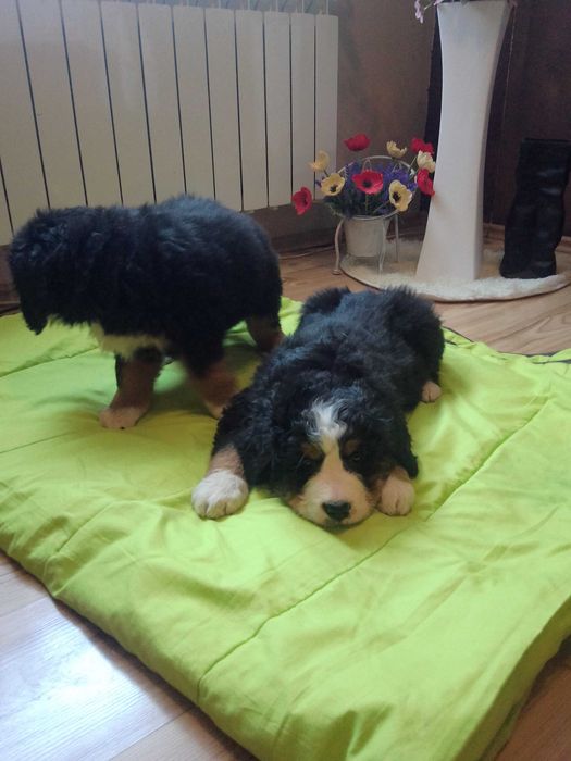 Sczeniaki Bernenski Pies Pasterski