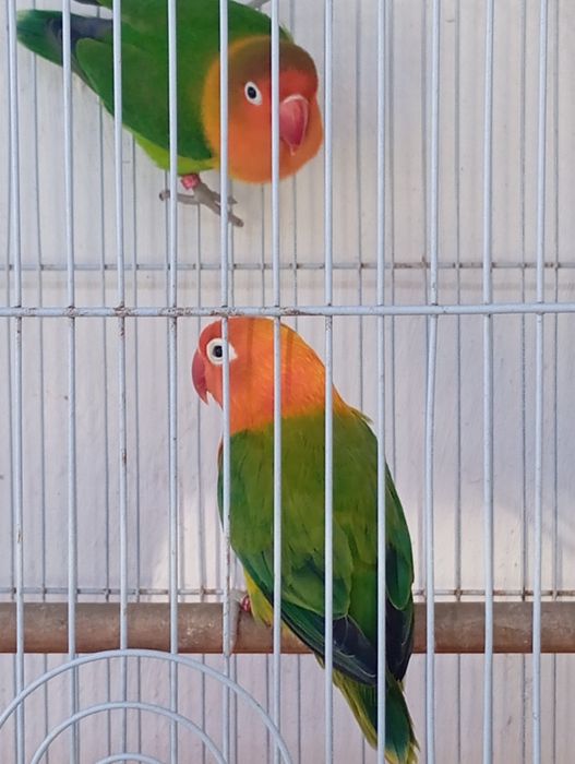 Casal de fhisher  com gaiola e ninho
