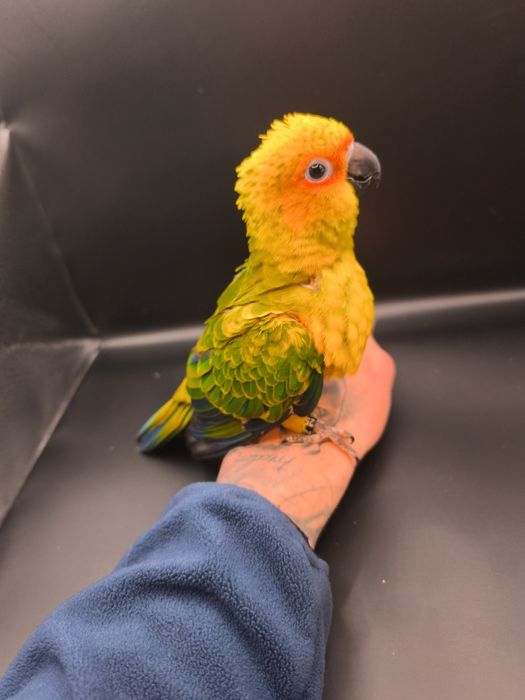 Aritinga do sol criada á mão