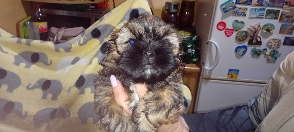 Piękny suczka Shih-tzu