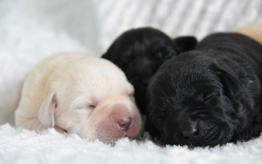 Cudowny szczeniak Labrador Retriever
