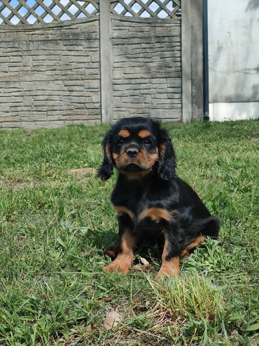 Cavalier King Charles spaniel piesek