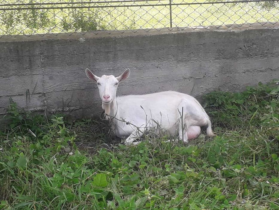 Кізлята зааненка+ламанч
