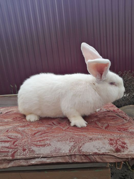 Самець Білий Велетень